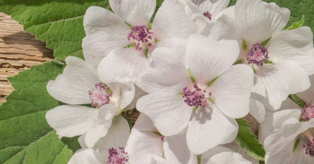 Althaea: Magical Uses for Marshmallow Root *