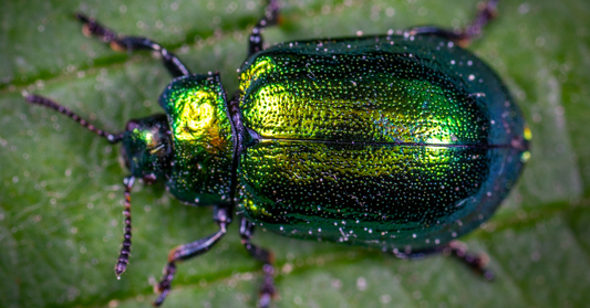 What Do Beetles Symbolize?