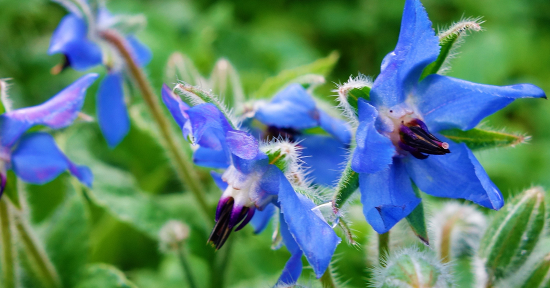 Casting Spells with Borage