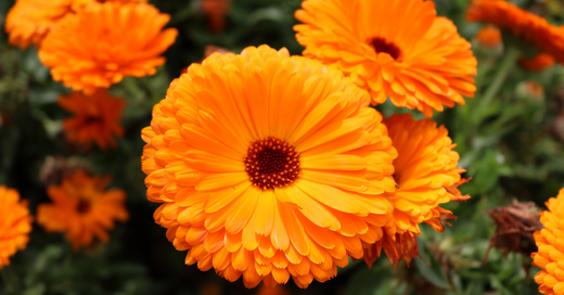 Calendula