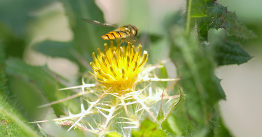 How To Use Blessed Thistle In Spells