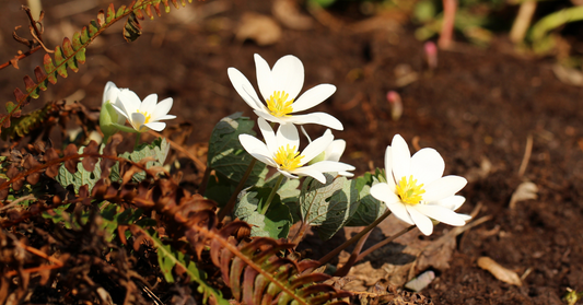 How to Use Blood Root in Spells