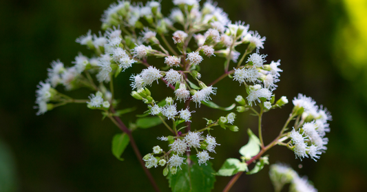 How to Use Boneset in Spells