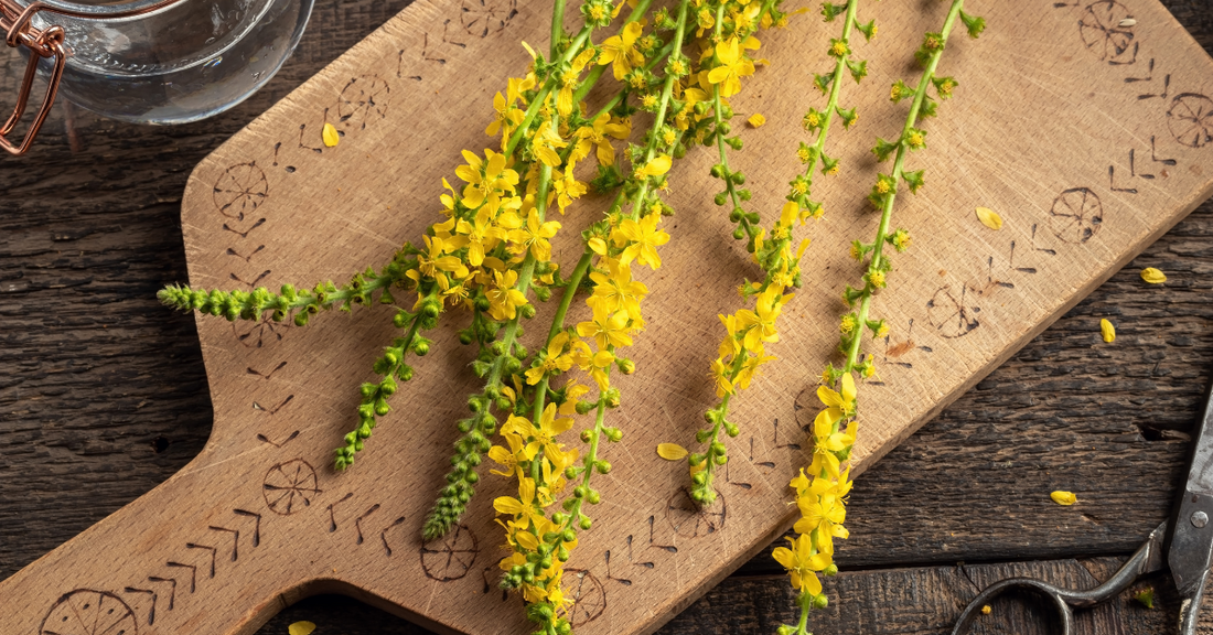 Magical Uses for Agrimony