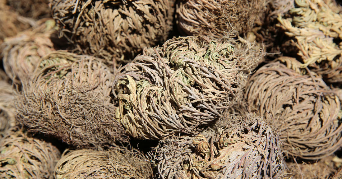 How To Do a Spell with The Rose of Jericho