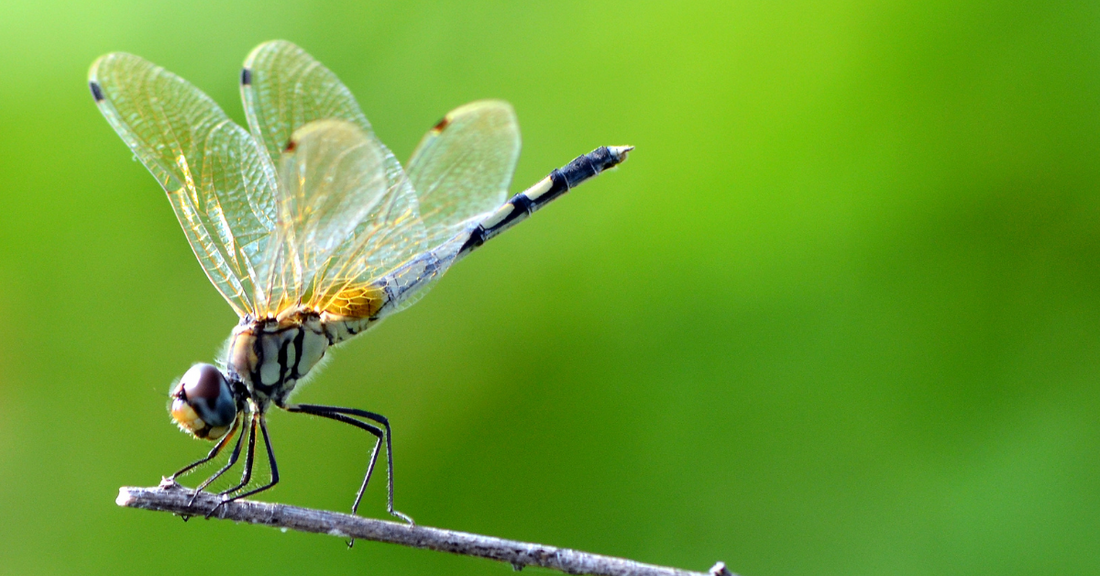 The Magic and Symbolism of Dragonflies