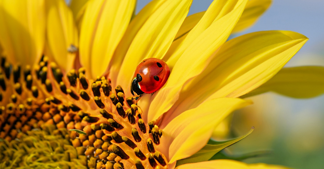 The Magic and Symbolism of Ladybugs