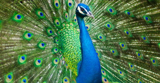 The Magic and Symbolism of Peacocks