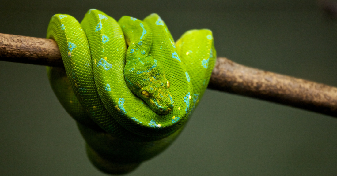 The Magic and Symbolism of Snakes