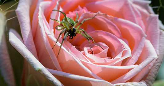 The Magic and Symbolism of Spiders