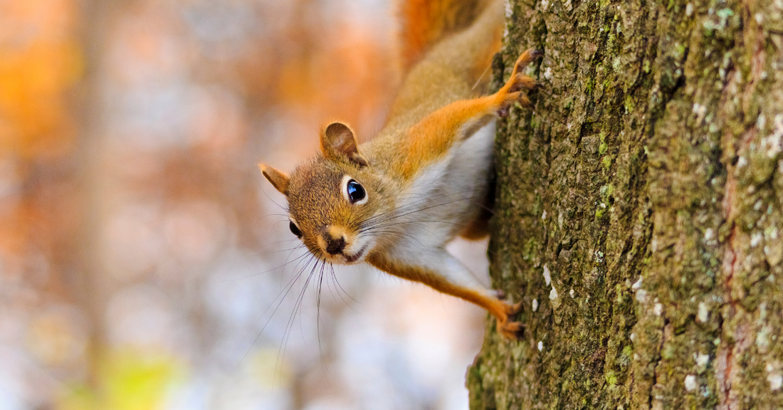 The Magic and Symbolism of Squirrels