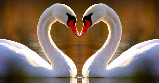 The Magic and Symbolism of Swans