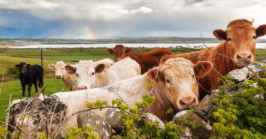 The Symbolism and Meaning of Cows