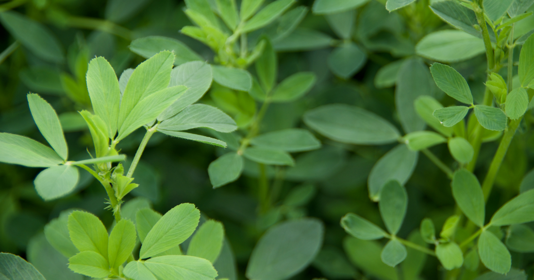 Using Alfalfa Leaf in Witchcraft