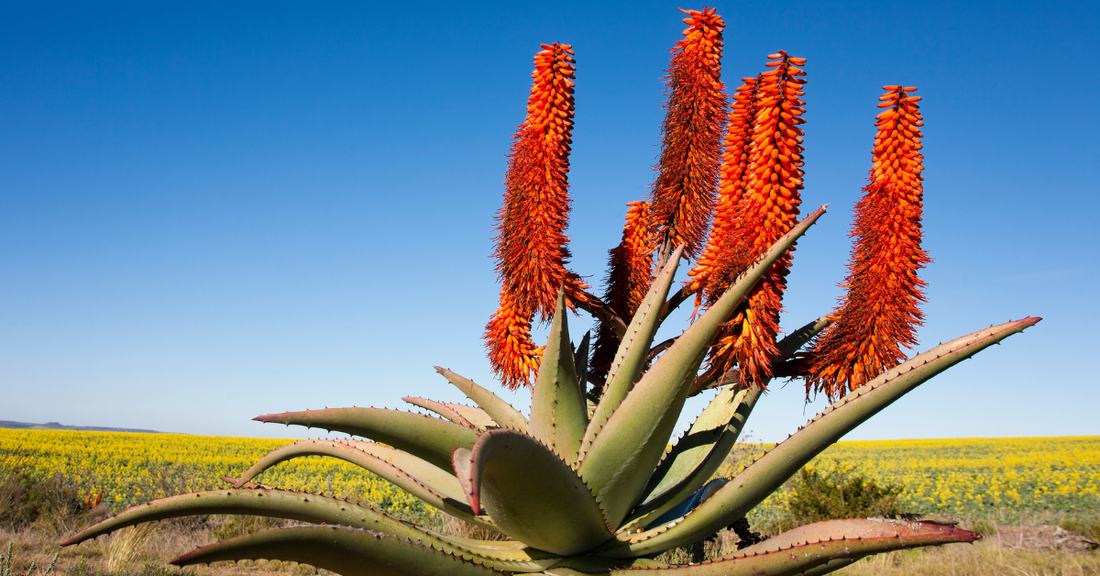 Using Aloes in Spells