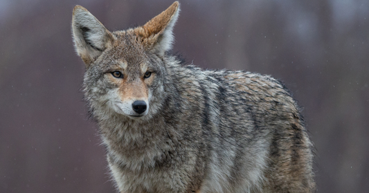 What do Coyotes Symbolize?