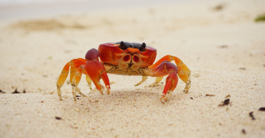 What Do Crabs Represent?