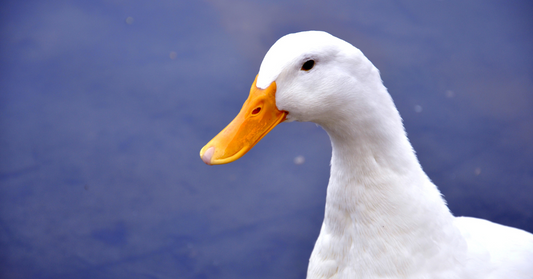 What Do Ducks Symbolize?