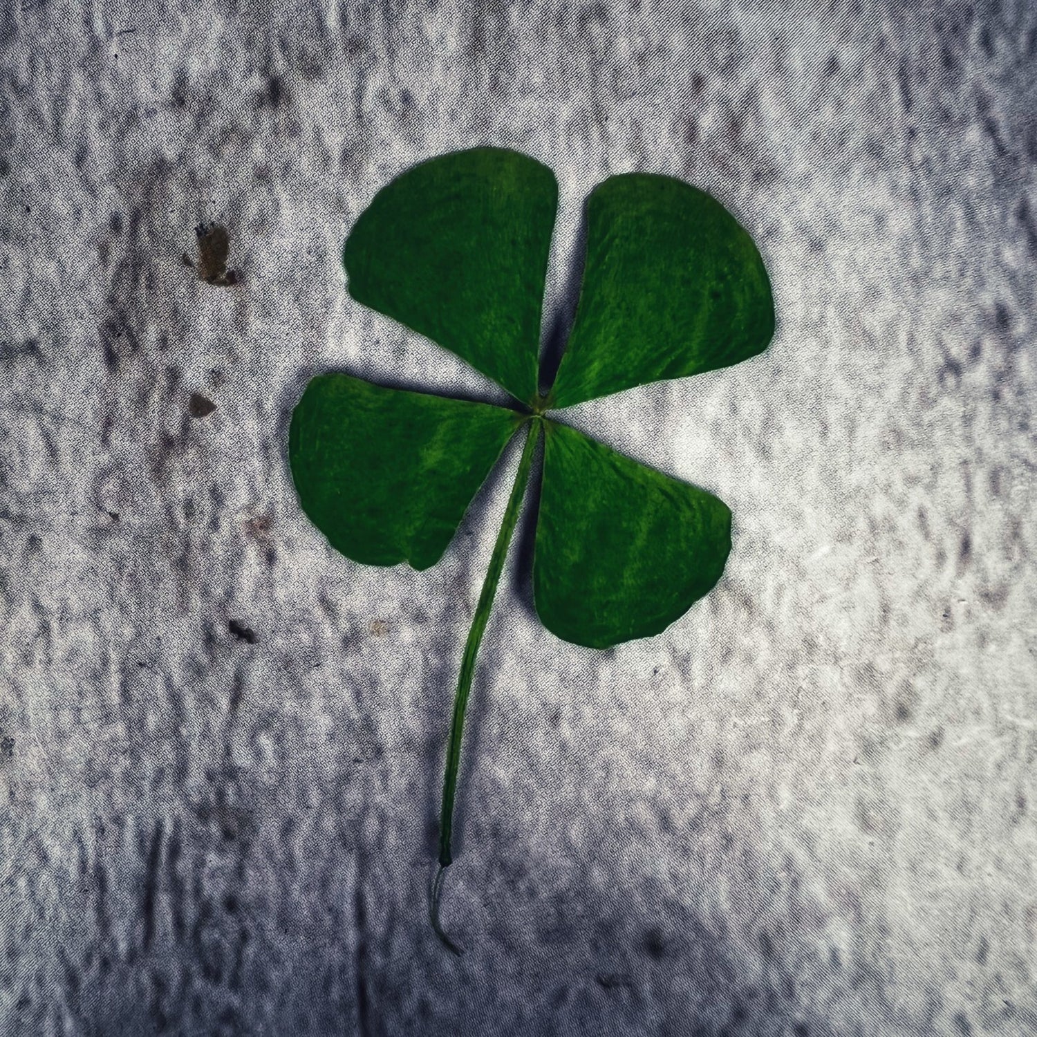 Lucky Four Leaf Clover