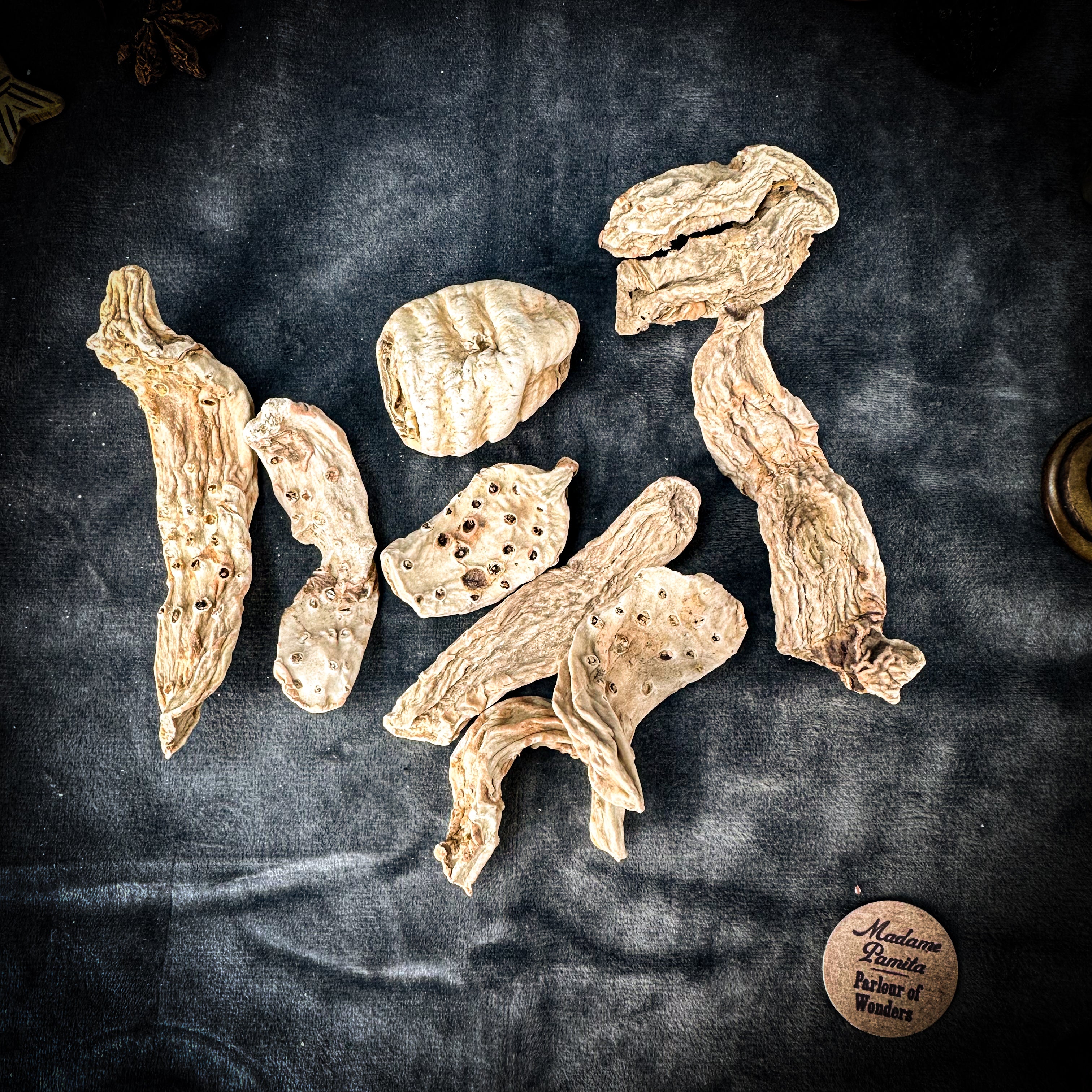 Queen Elizabeth Root - Whole - Organic - Parlour of Wonders