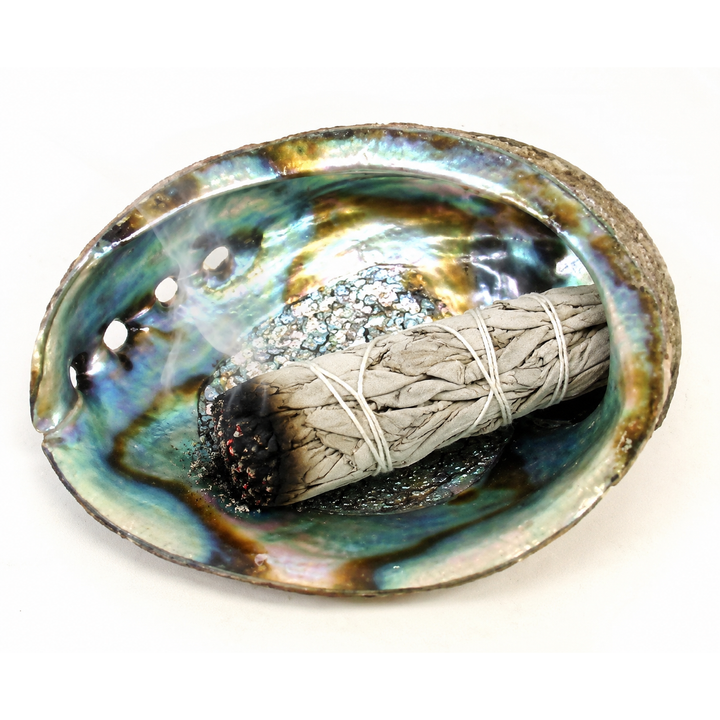 Natural Abalone Shell