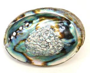 Natural Abalone Shell