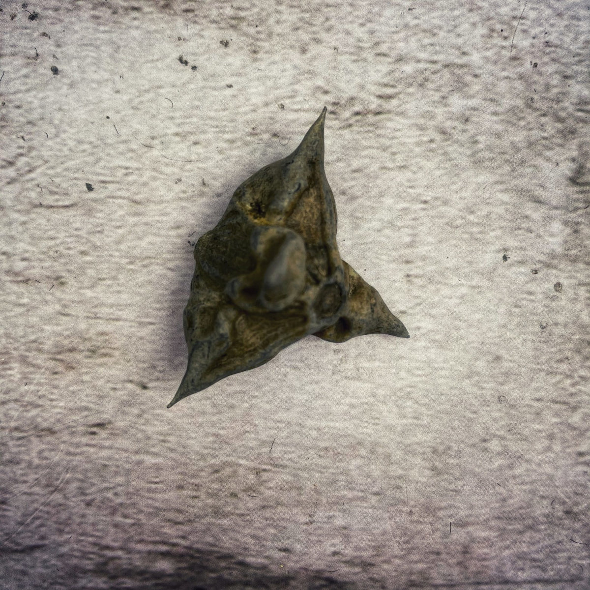 Bats Rnuts Bat Nut - Whole - Parlour of Wonders