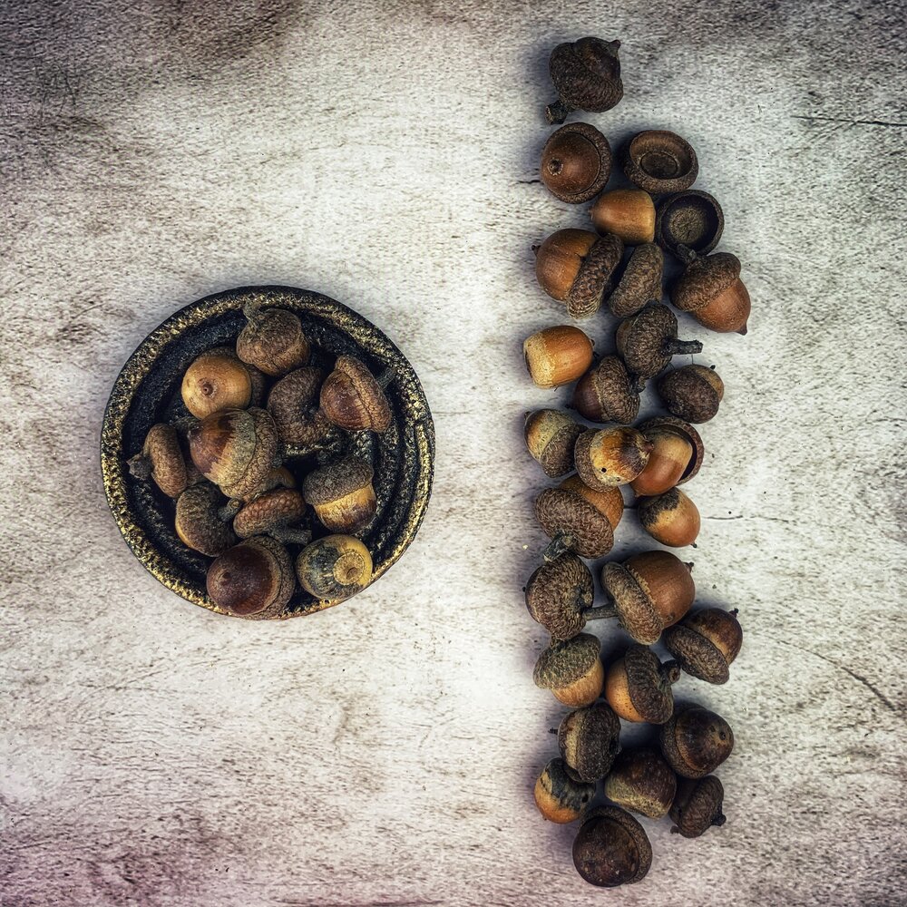 Buckeye Nuts: Using Buckeye Nuts in Spells - Parlour of Wonders