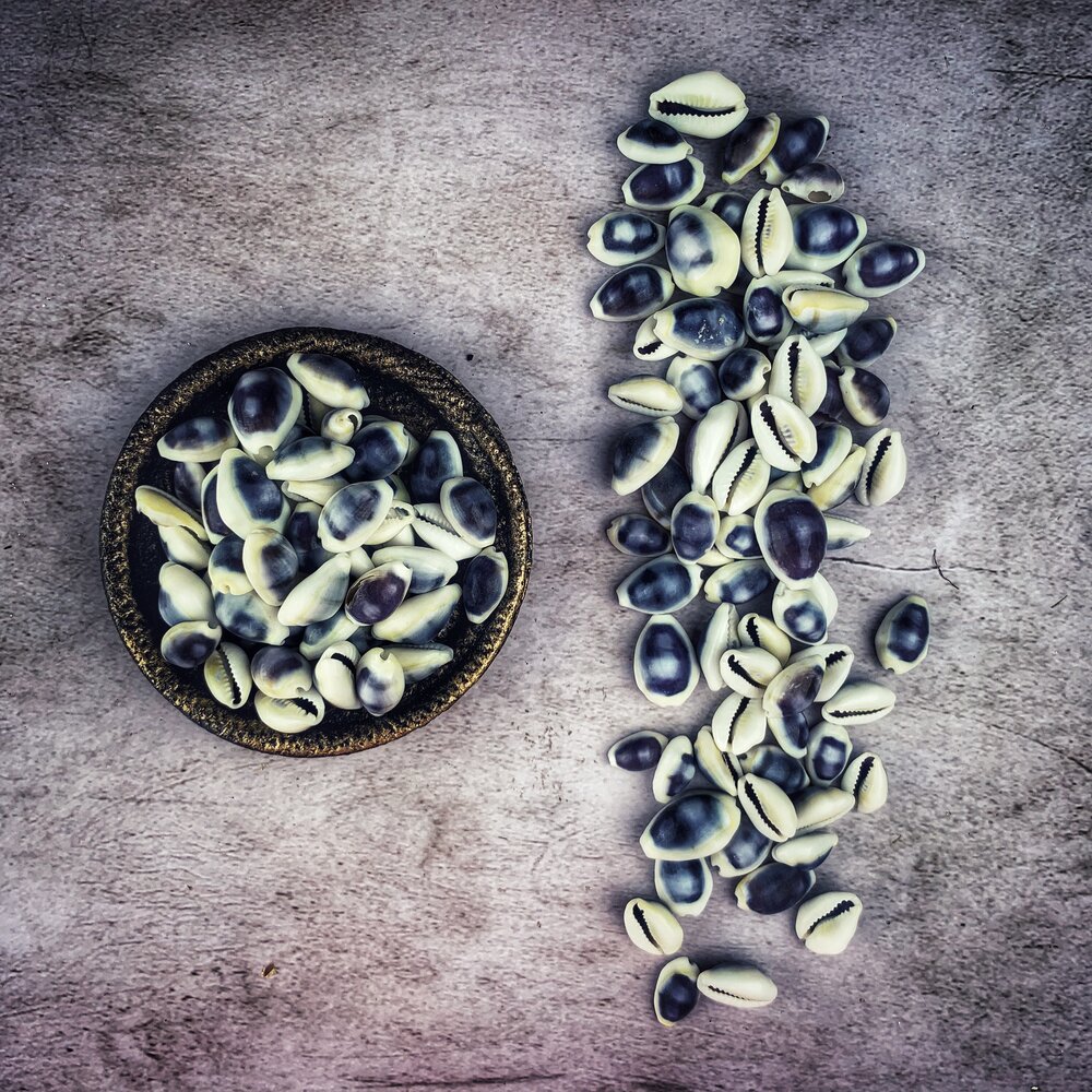 Crowei Shells Cowrie Shells - Blue - Parlour of Wonders