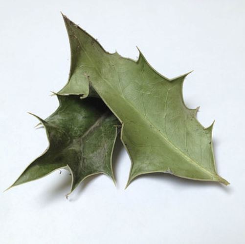 Holly Leaves - Wildharvested